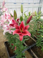 [5541 PO44 Arctic Snow No01.JPG]